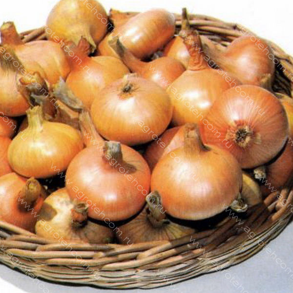 Размер, форма и цвет луковицы Бессоновского лука
