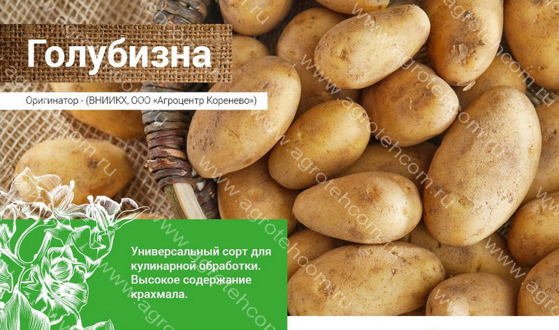 Картофель Голубизна. 10 шт. (миниклубни) - Картофель семенной - Растения -Интернет-магазин \