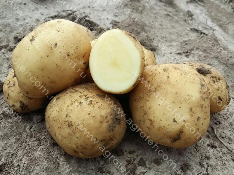 Метеор картофель характеристика отзывы