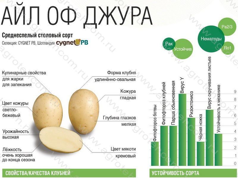 Картофель Айл оф Джура. 1 кг - Картофель семенной - Растения -Интернет-магазин \