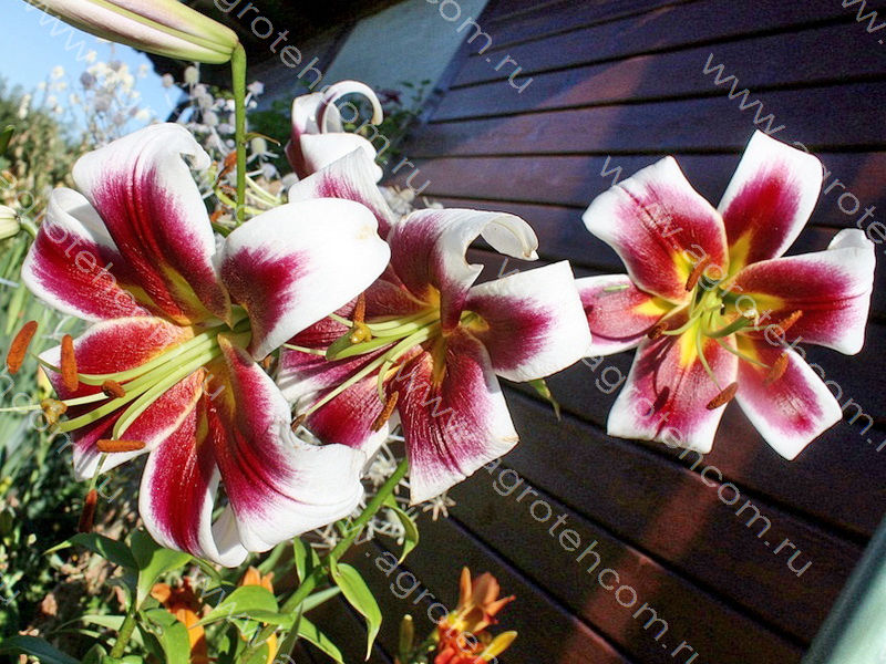 lilium Judith Saffigna - Поиск в Google Lilium martagon, Lilium, Martagon