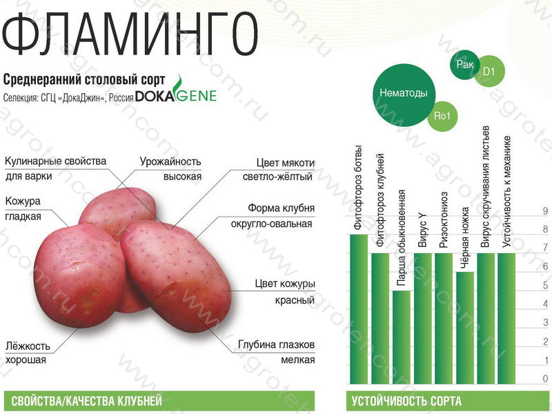 Картофель фламинго фото отзывы. Картофель семенной Фламинго. Сорт картофеля Фламинго. Картофель Фламинго описание сорта. Фламинго картофель характеристика.