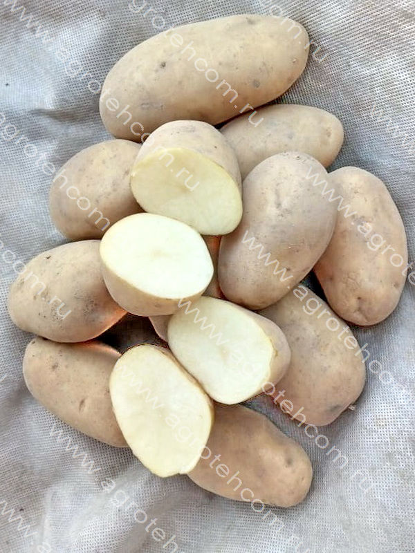 Картофель Варяг®. 1 кг - Картофель семенной - Растения - Интернет-магазин\